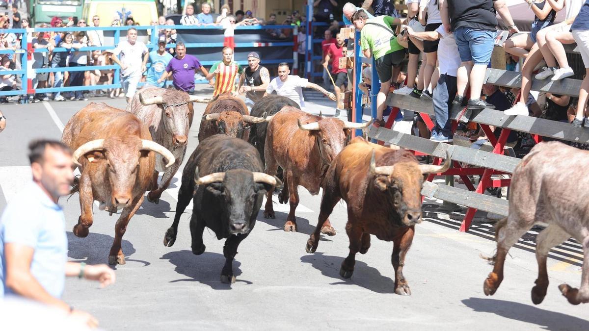 Imagen de un encierro en las fiestas de Sant Pere del Grau.