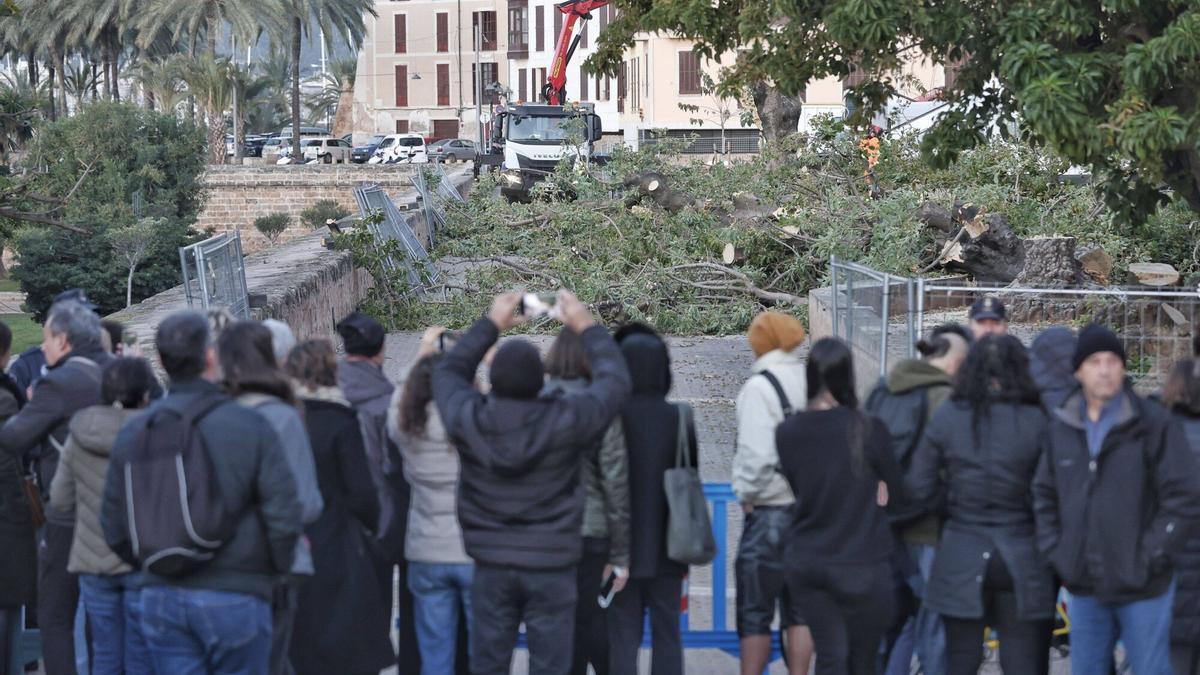 Etwa 50 Menschen protestierten gegen die Fällung der Bäume an Palmas Stadtmauer.