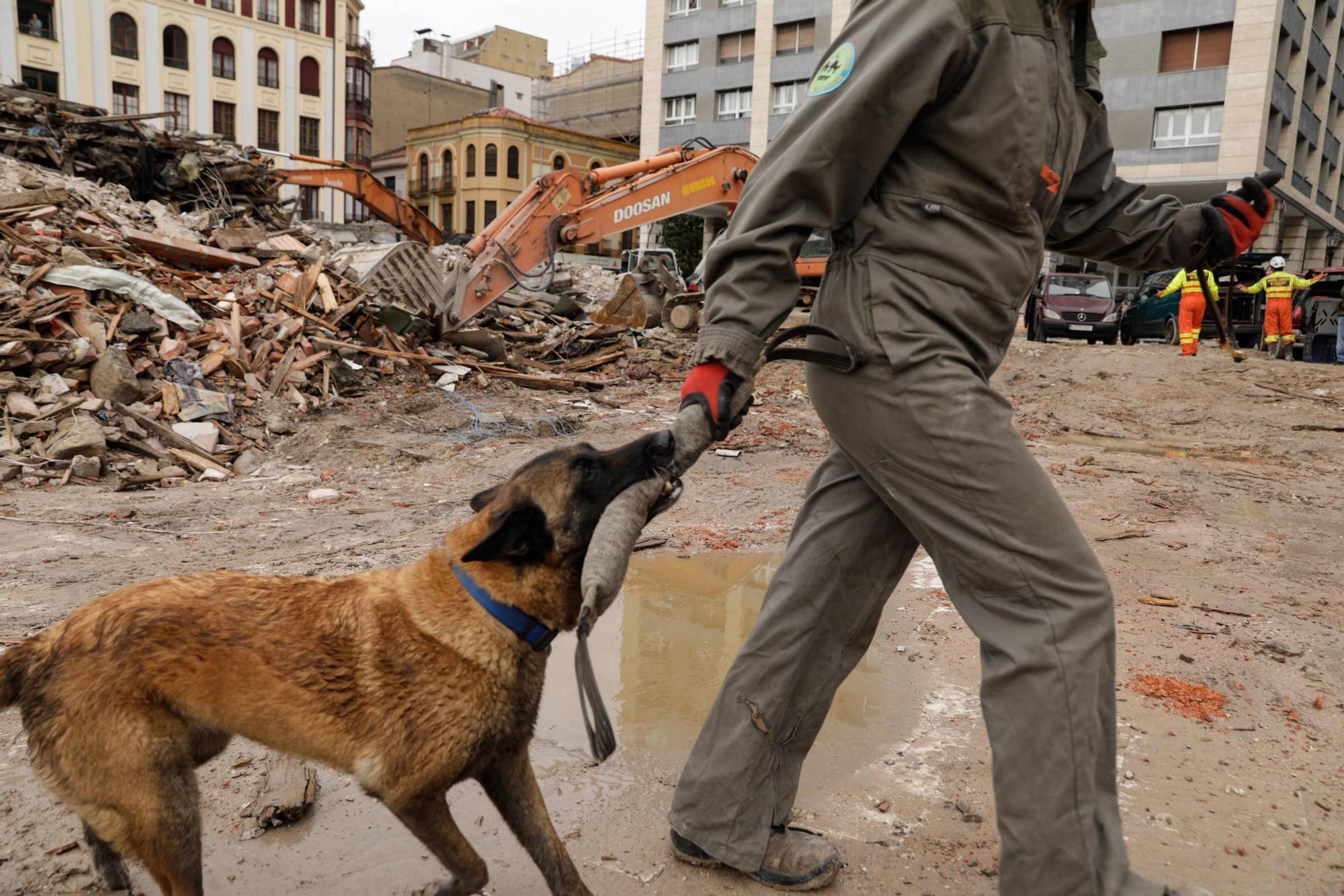 El entrenamiento de la Unidad Canina de Rescate del Principado en Gijón, en imágenes