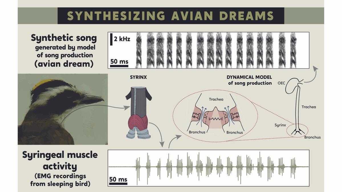 La actividad de los músculos vocales de las aves durante el sueño se puede traducir en canciones sintéticas.