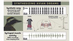 La actividad de los músculos vocales de las aves durante el sueño se puede traducir en canciones sintéticas.