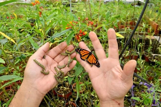 MARIPOSAS GRANJA