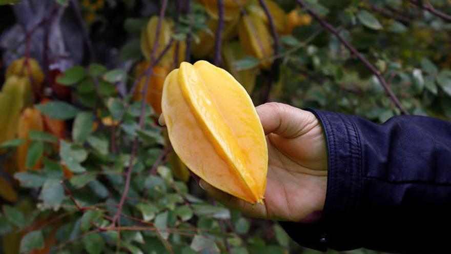 La carambola es una fruta tropical anaranjada con forma de estrella que se cultiva en Málaga, único lugar de Europa continental.