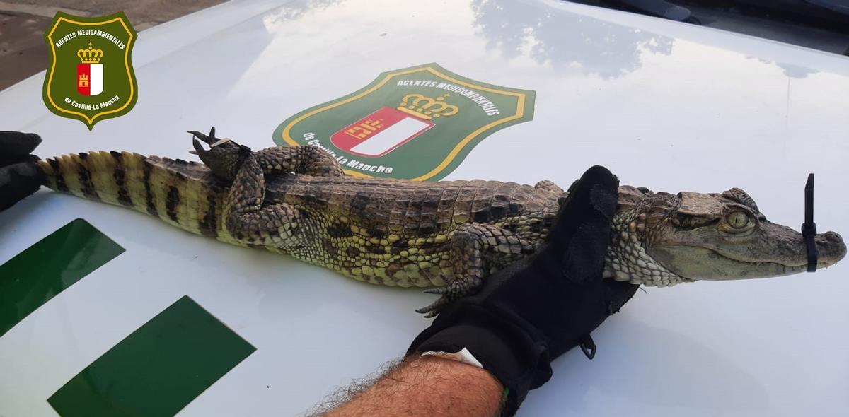 El caimán liberado en el pantano de Almansa.s