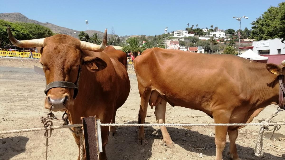 Ejemplares de la Feria de ganado de San Lorenzo 2022.