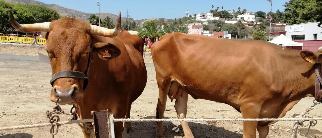 Feria de ganado de San Lorenzo 2022