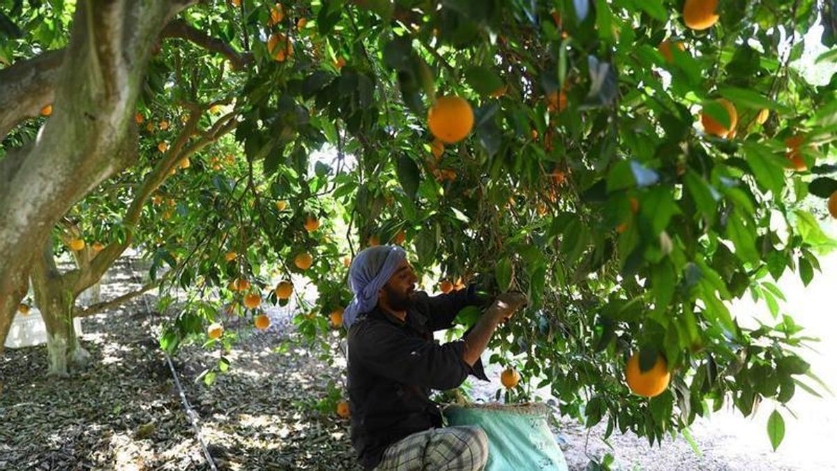 Egipto exporta un 6% más de naranjas a Europa y hunde el precio de la fruta local