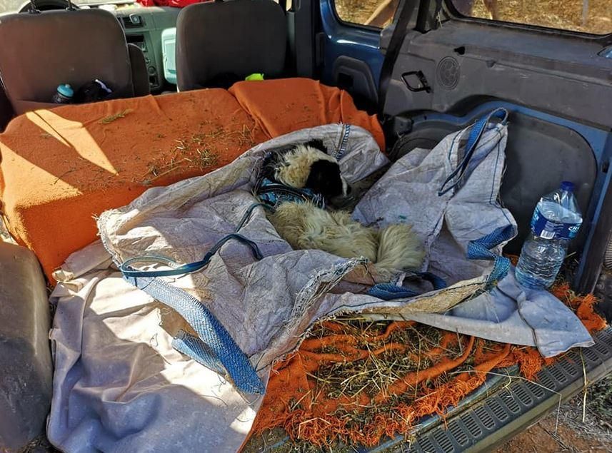 Rescatan a un perro abandonado dentro de un saco atado en Albal