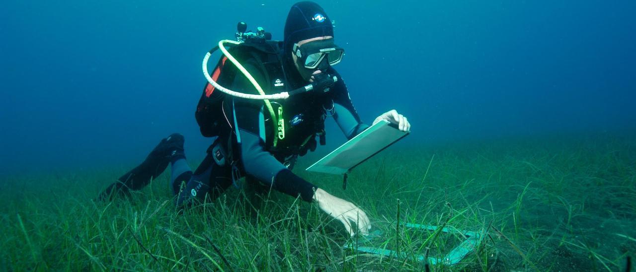 Fernando Tuya durante un trabajo submareal en fondos vegetados de Gran Canaria.