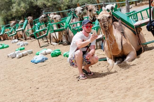 Reportaje excursiones con camellos en las Dunas ...