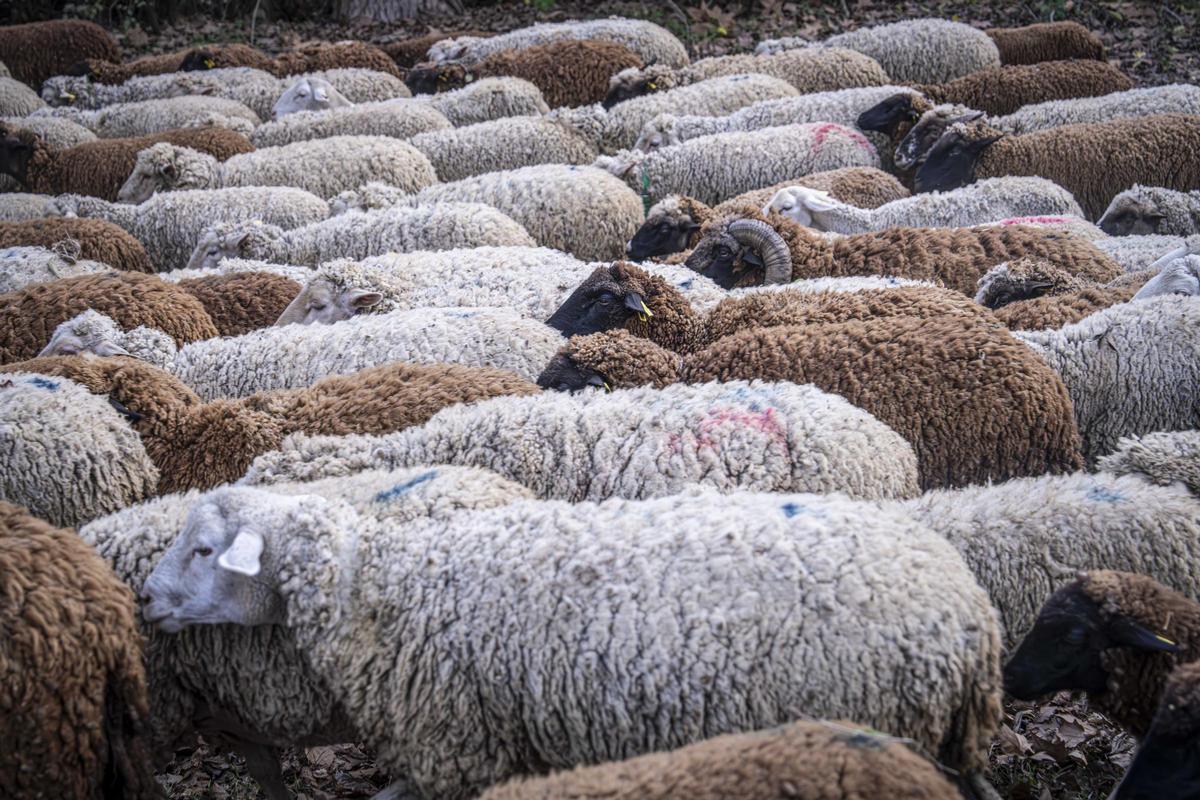 El pastor oficial de Collserola que pastura en áreas de alto riesgo por la peste porcina africana