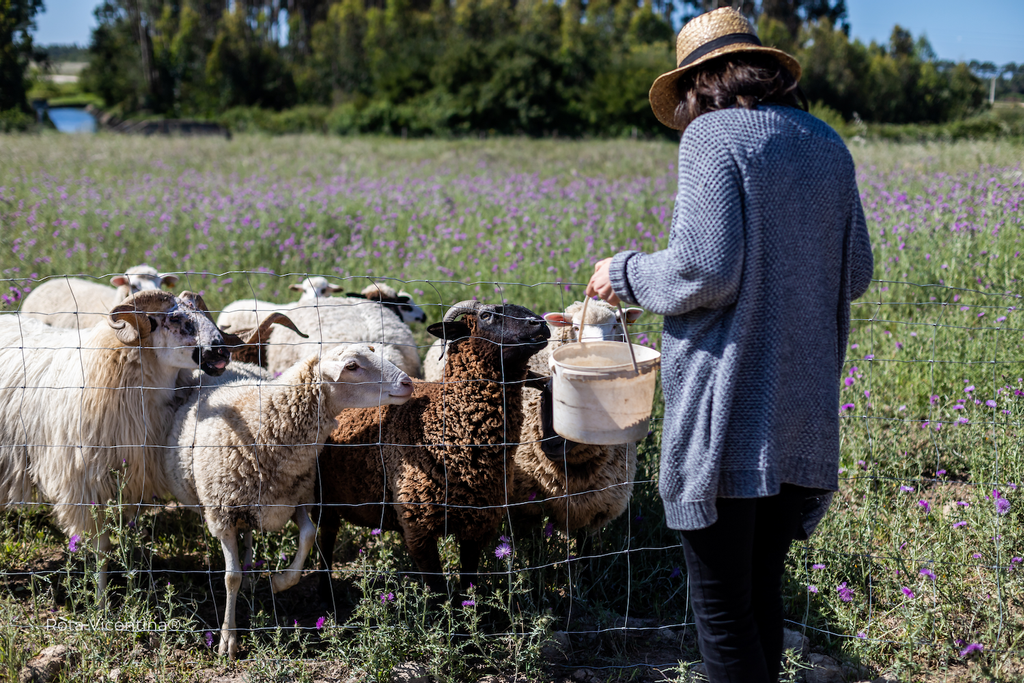 Ovejas en la Ruta Vicentina, Alentejo