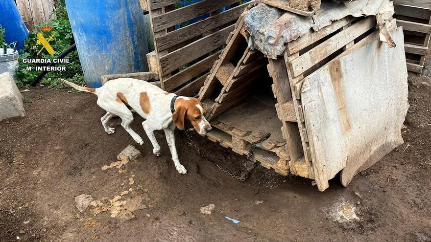 El Seprona rescata 29 perros en condiciones precarias en La Aldea de San Nicolás