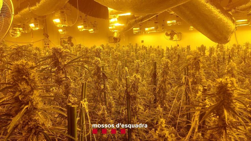 Desmantellen un cultiu de marihuana amb 600 plantes en una nau industrial de Vulpellac