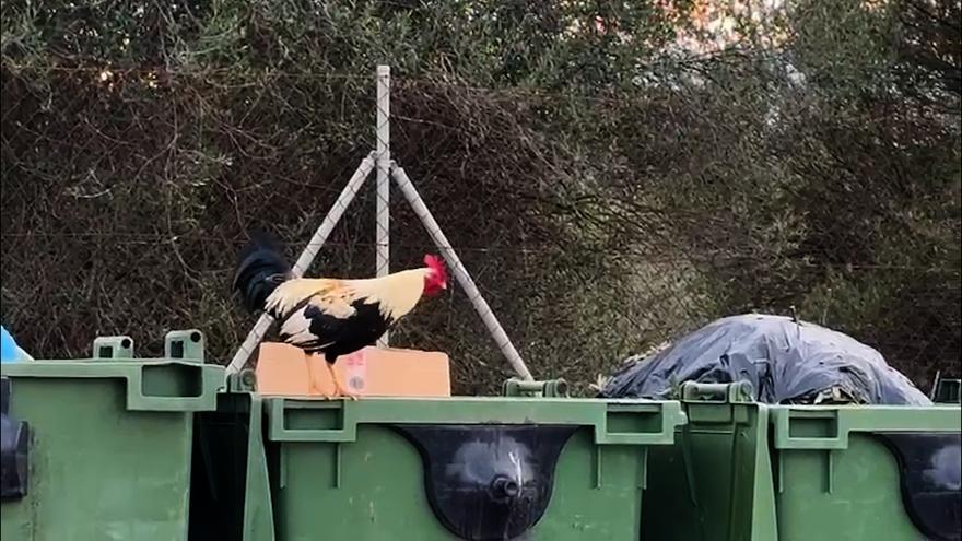 Éste es el ruido que causan los gallos y gallinas de Cala d&#039;Or