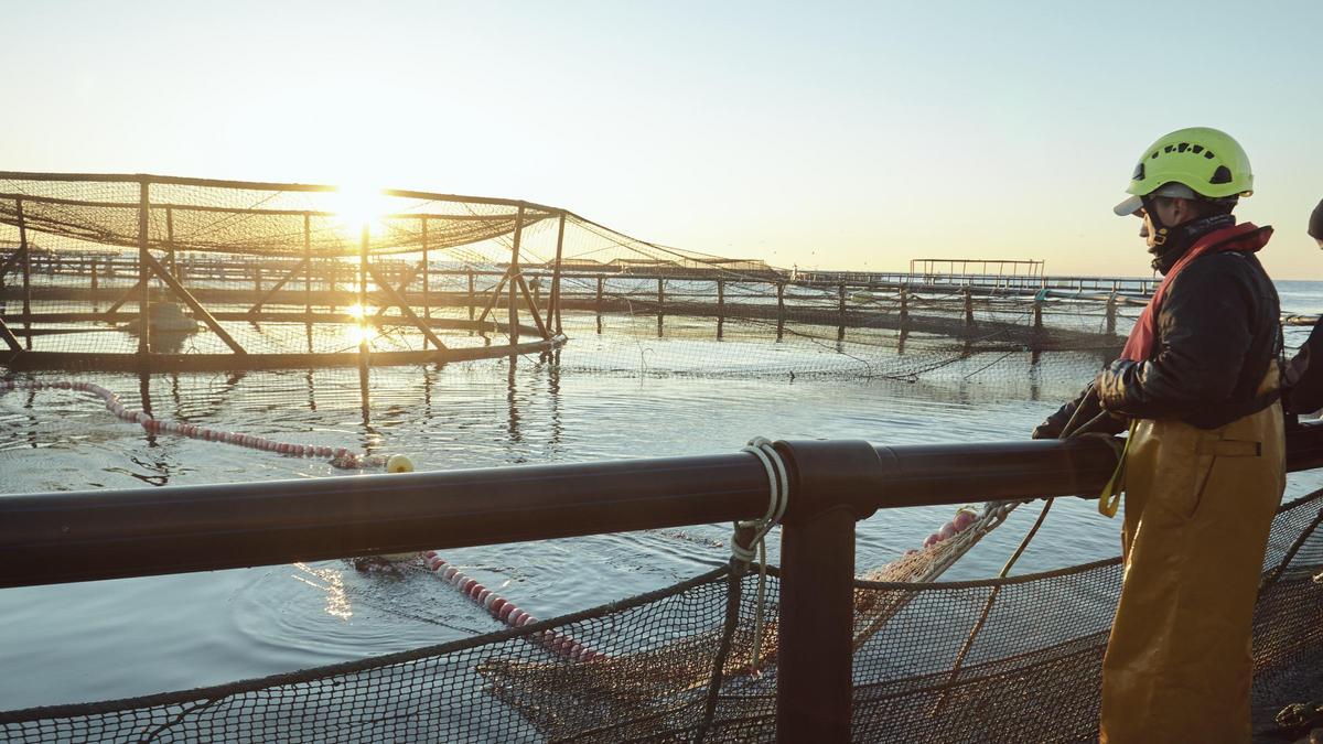 Estas estructuras marinas no sólo alimentan, sino preservan nuestros océanos para las generaciones venideras.