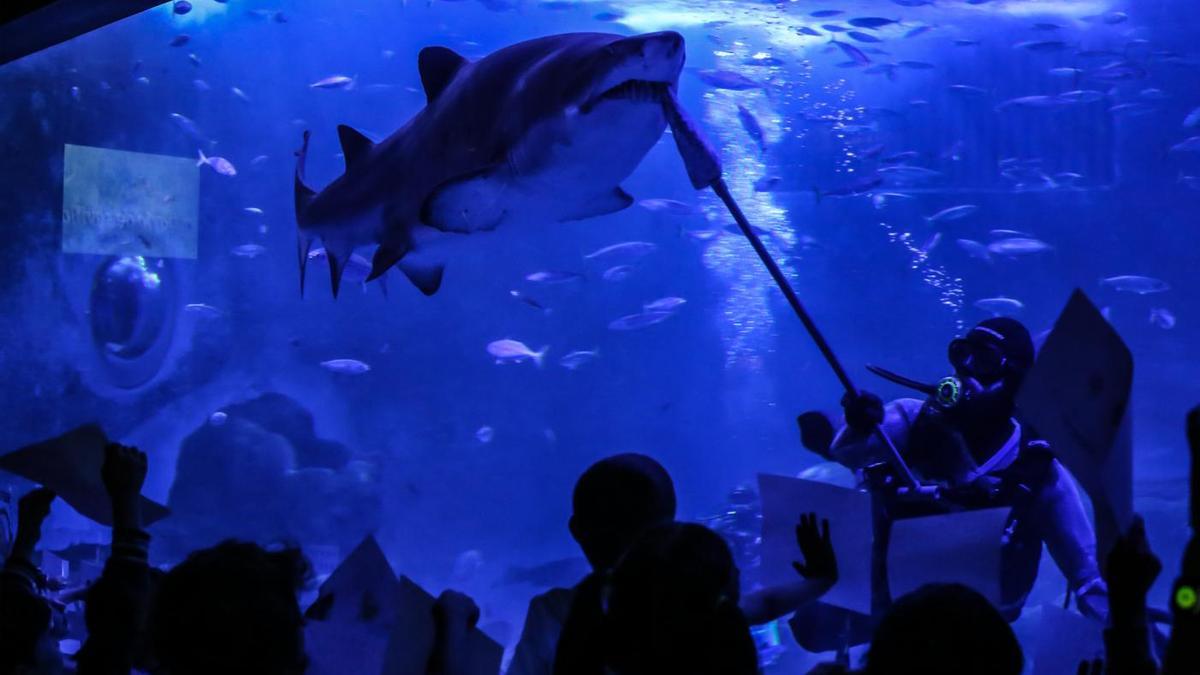 Tanque de tiburones del Acuario de Sevilla