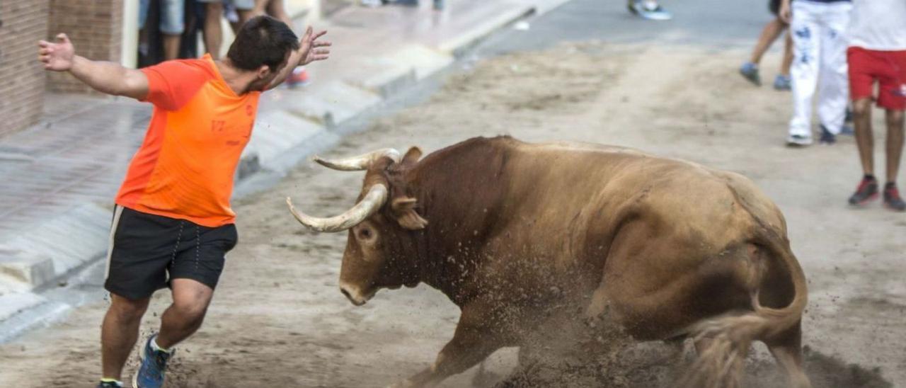 Un ‘rodaor’ muestra su habilidad y efectúa un quiebro a un toro durante un acto de ‘bous al carrer’