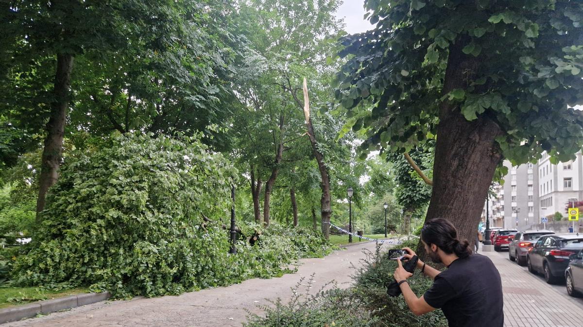 Un hombre sacando una foto a la gran rama desplomada en el Campo.
