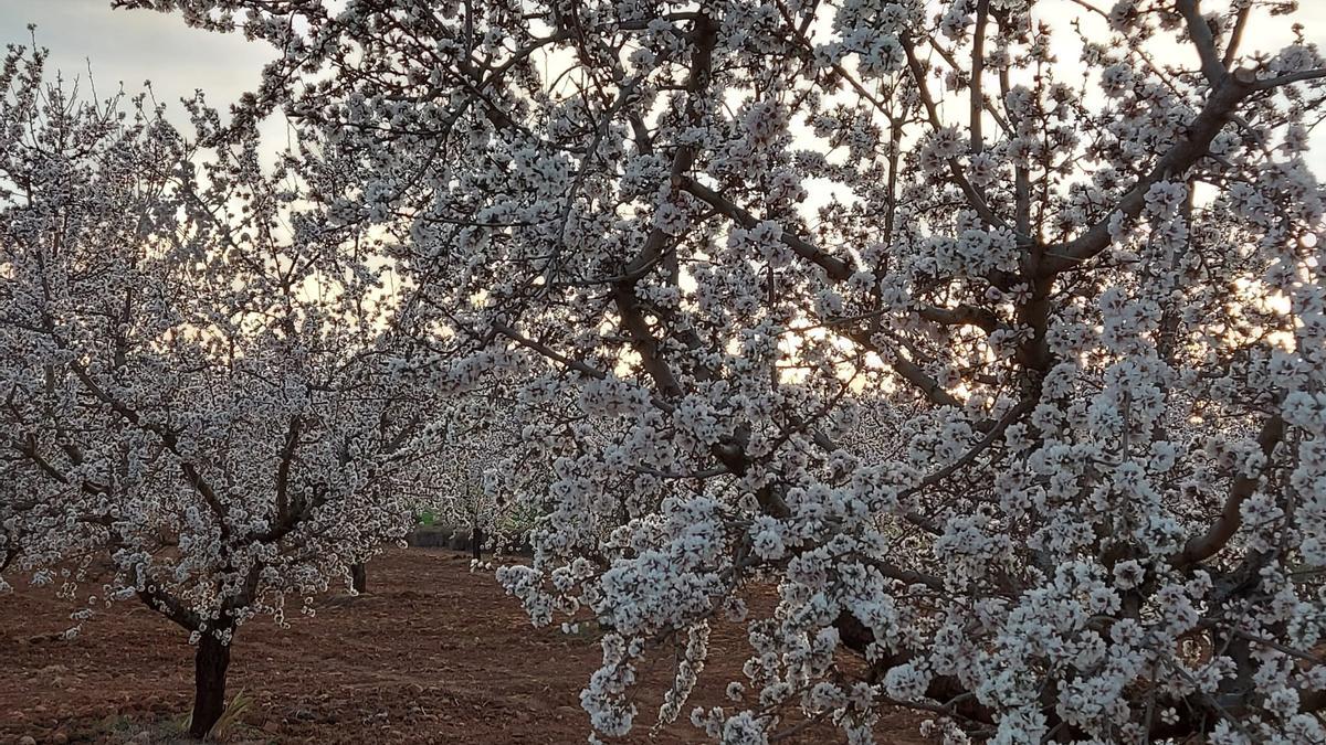 Almendros en flor en los alrededores de Utiel