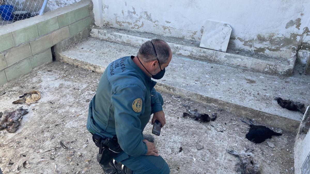 Un agente observa algunos de los animales muertos.