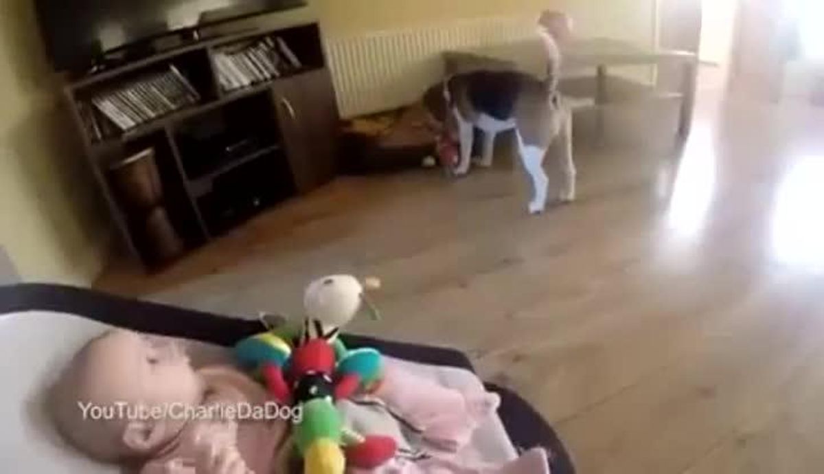 El simpático vídeo en el que se ve a un perro dándole juguetes a un bebé para que deje de llorar