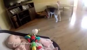 El simpàtic vídeo en què es veu un gos donant joguines a un nadó perquè deixi de plorar.
