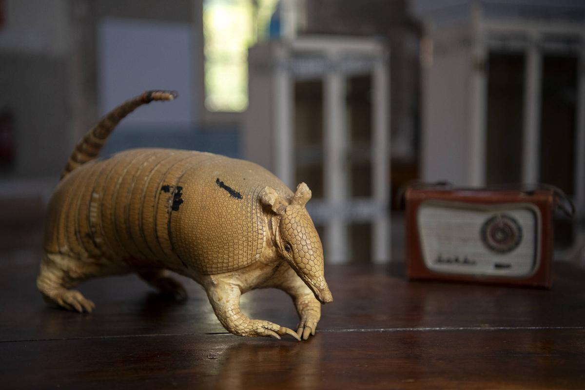 Un armadillo, crucial para hallar una cura de la enfermedd, y una radio, dos piezas estrechamente vinculadas a la historia de la lepra.