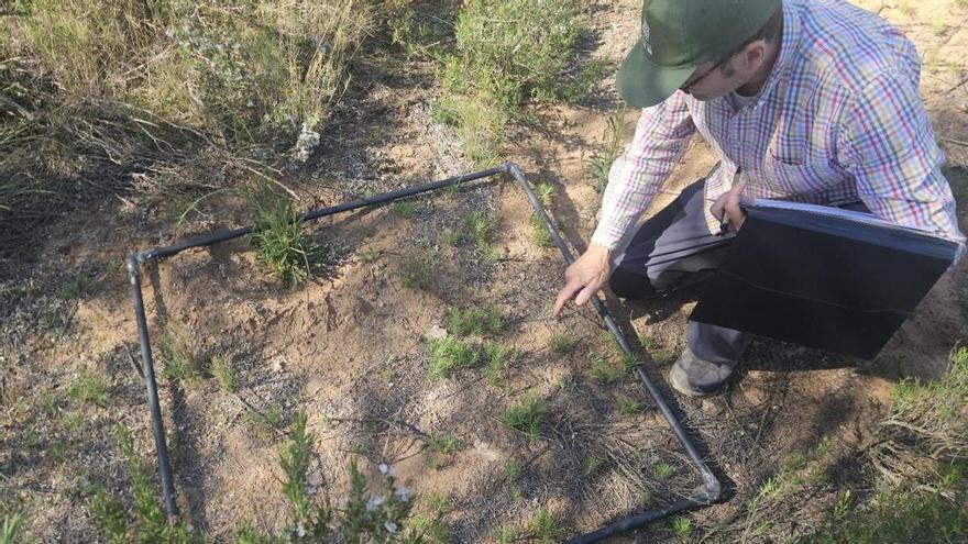 Una rara gramínea confirma el valor botánico de los arenales interiores de Yecla