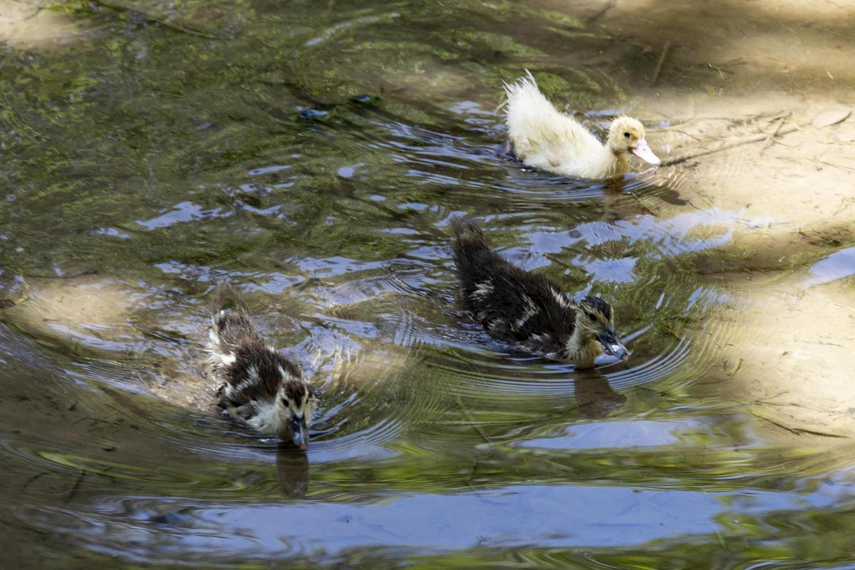 El rio Sants, de nuevo seco a su paso por Canals