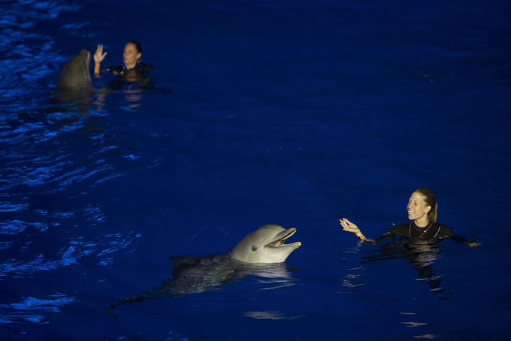 Estreno de las Noches de l'Oceanogràfic