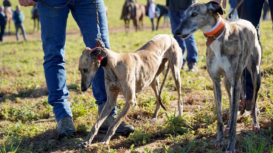 GALERÍA | La Final del Campeonato de España de Galgos, en imágenes