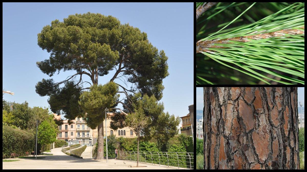 pino pinus halepensis joan reventos barcelona