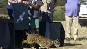 Liberación en el término municipal de Villamanrique, en Ciudad Real, del lince Kala, una hembra que dos meses después apareció muerta.