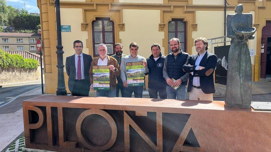 Cuarenta ganaderías de quince concejos participarán en el 34.º Concurso Subasta Nacional de Asturiana de la Montaña