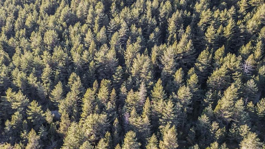 Los árboles de los bosques europeos están muriendo y estos son los motivos