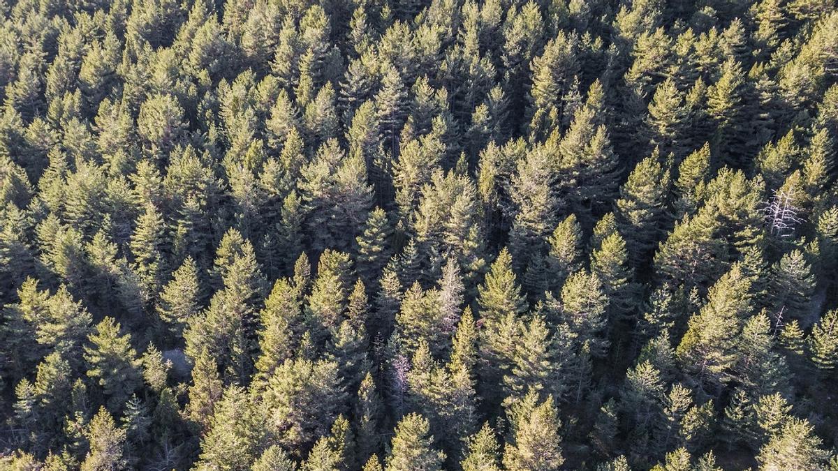 BOSQUES MUEREN | Los árboles de los bosques europeos están muriendo y estos son los motivos