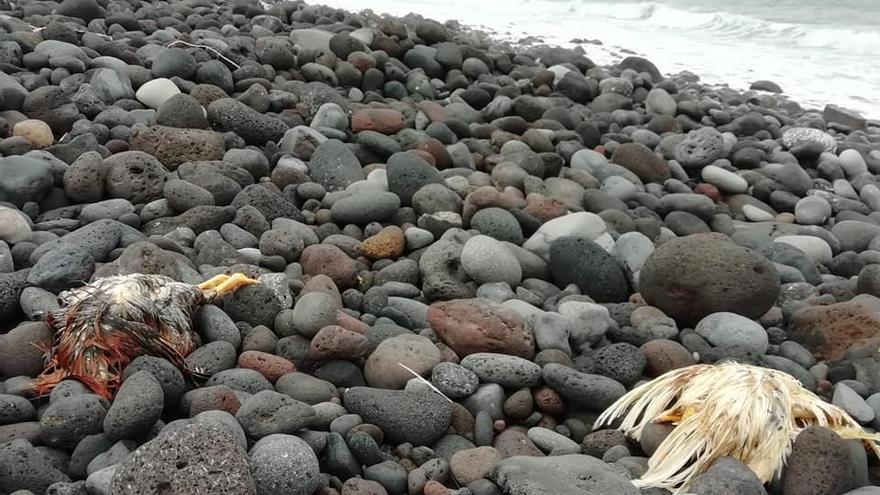 Restos de santería en la playa de La Viuda, en Güímar.