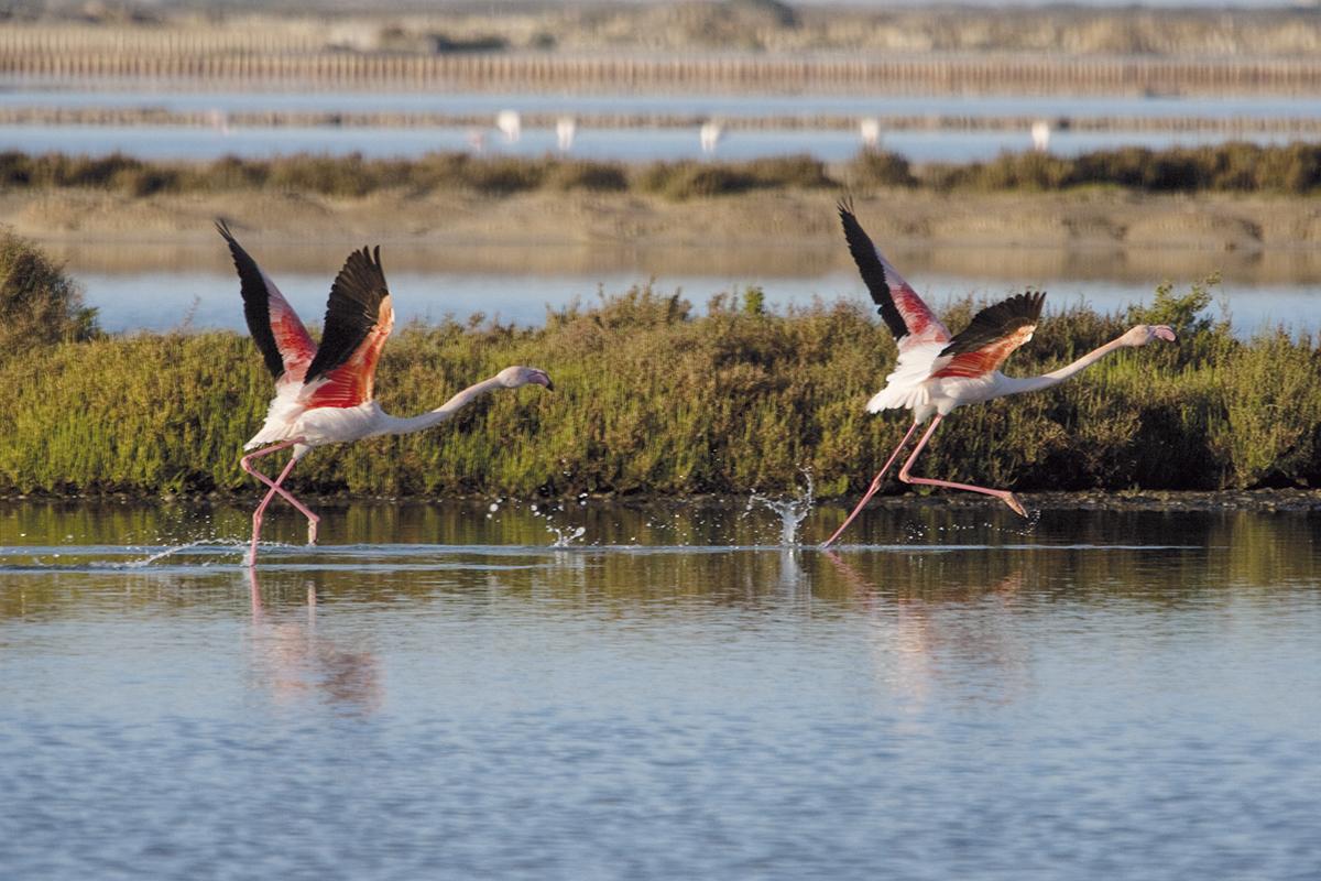 Dos flamencos  en el Parque Natural de ses Salines
