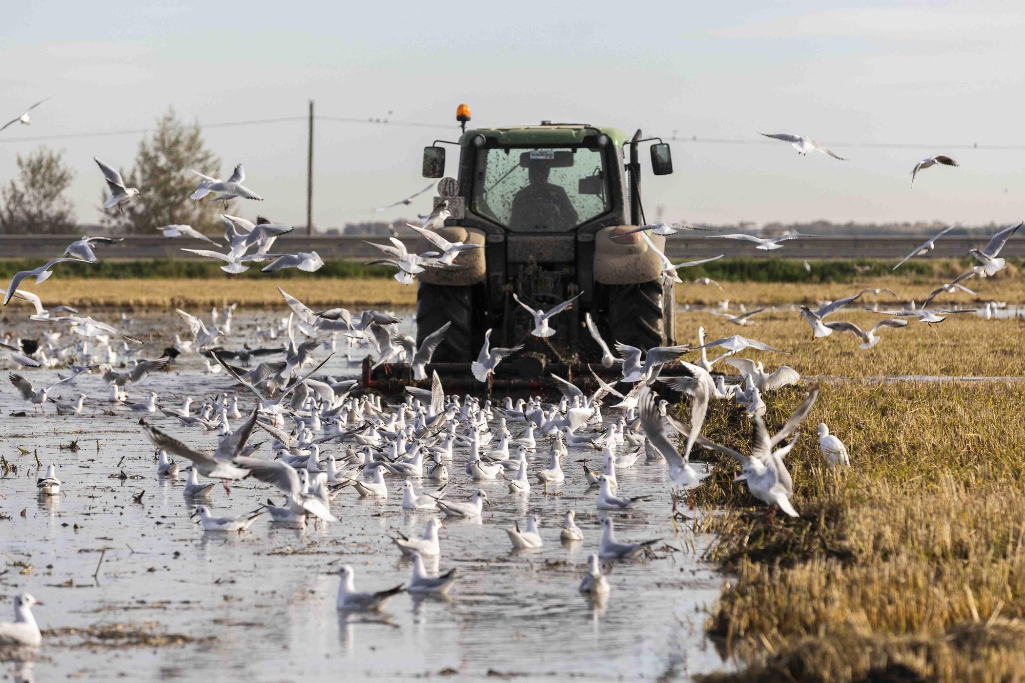 L'Albufera y su biodiversidad disfrutan de una caudal histórico