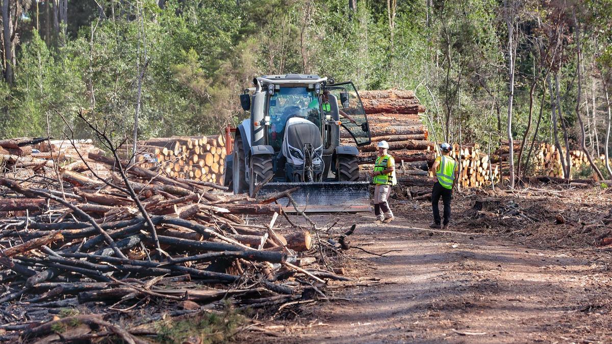 Los trabajos en los montes tras el incendio forestal de agosto se centran en reforestar la zona sembrada en su día con pino californiano