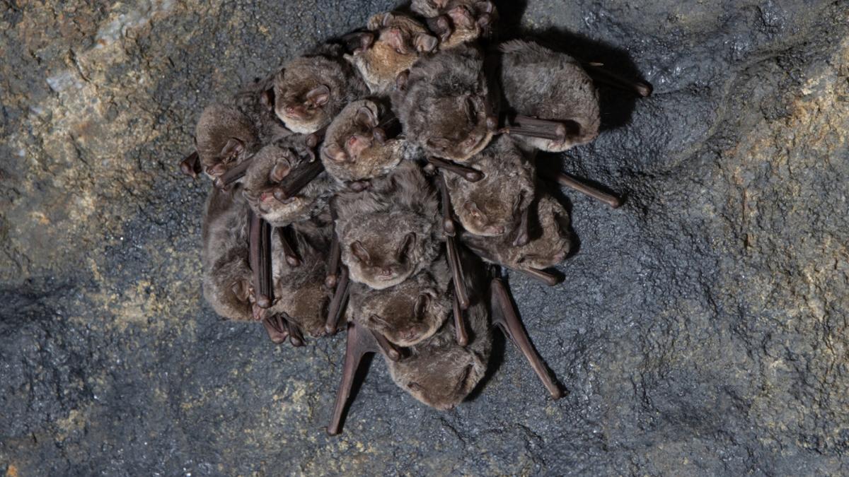 Varios murciélagos de cueva (Miniopterus schreibersii).