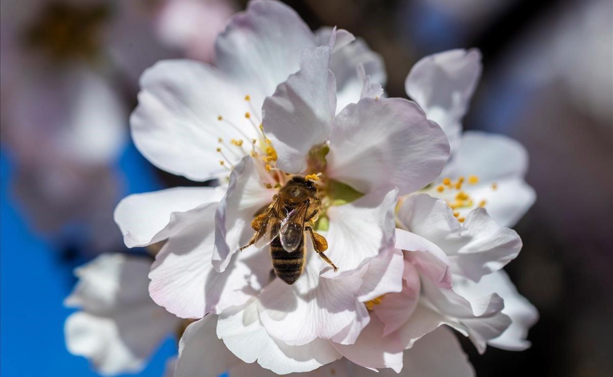 Una abeja recolecta polen en una flor de almendro, hoy en una finca de almendros de secano en el municipio de Bullas (Murcia), cuando las suaves temperaturas del invierno murciano ya tiñen los campos de blanco.