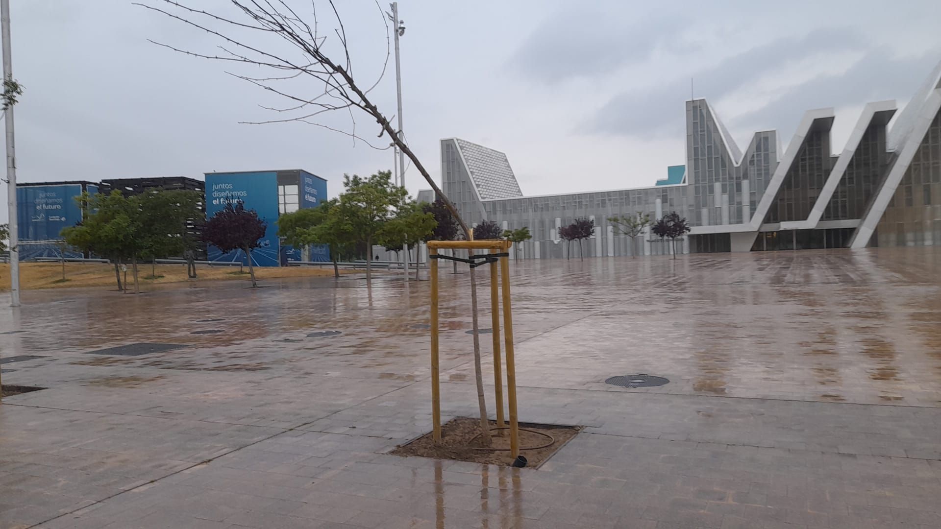 Así han quedado los árboles vandalizados en la zona Expo de Zaragoza
