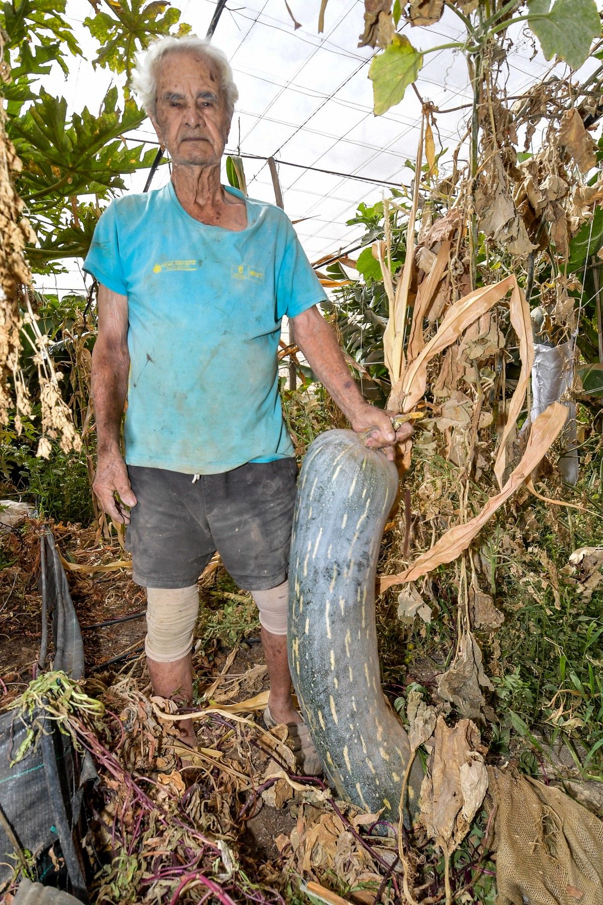 Cultivo de calabazas de más de 50 kilos