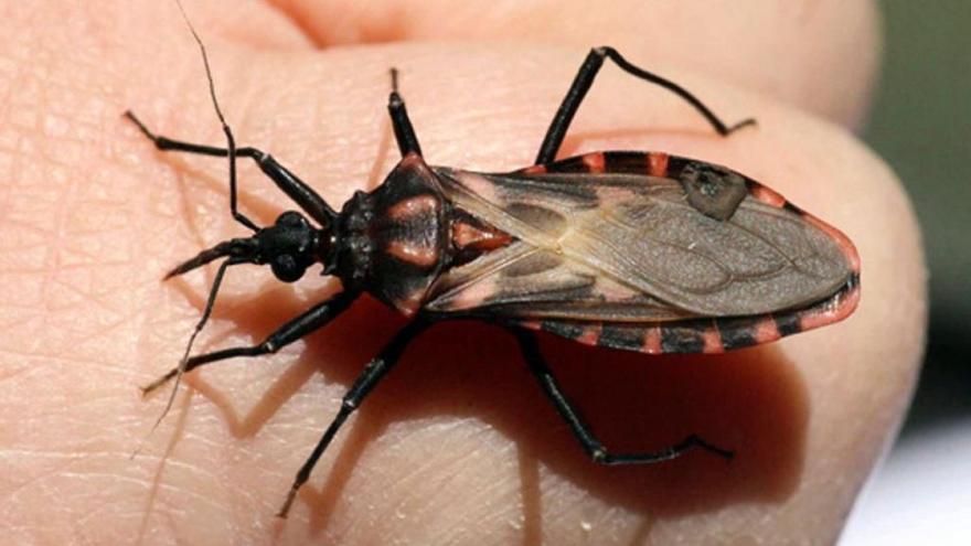 El mal de chagas se transmite por la picadura de un insecto.