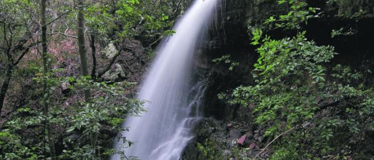 El agua de La Gomera depende de las funciones de captación que desempeñan sus bosques de laurisilva.