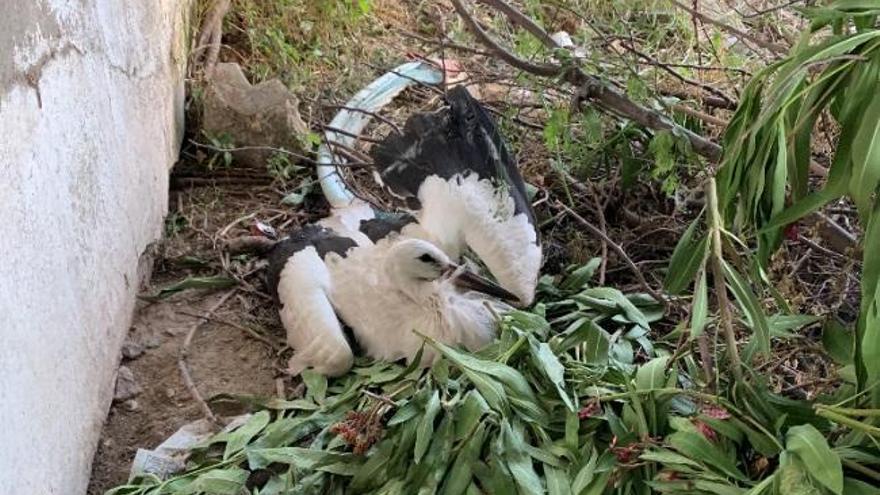 La Policía Local recoge y entrega dos cigüeñas al Centro de Recuperación de Especies Amenazadas