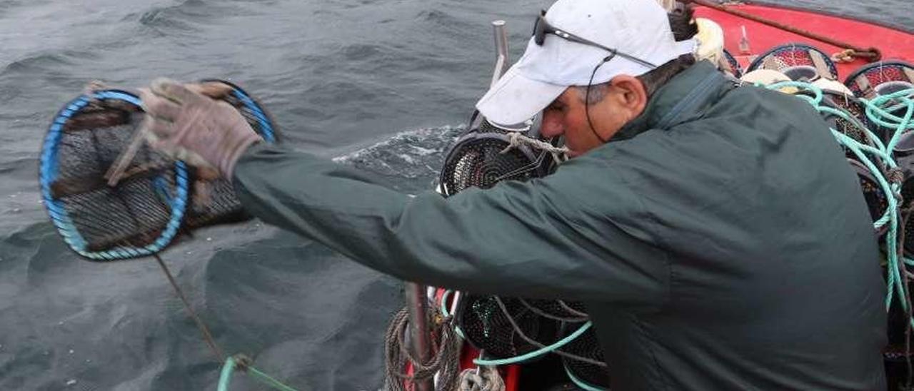 La flota pasa página con el centollo y prepara la captura de nécora, camarón, pulpo y bogavante