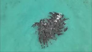 Mueren 51 ballenas en una playa de Australia